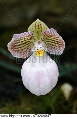 Close Up Of A Beautiful Light Red And White Paphiopedilum Micranthum Orchid Flower