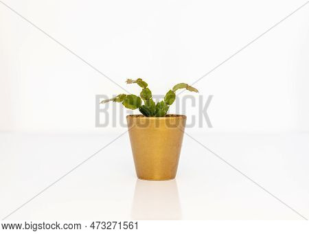 Christmas Cactus Plant Schlumbergera Cactus In A Beautiful Golden Pot