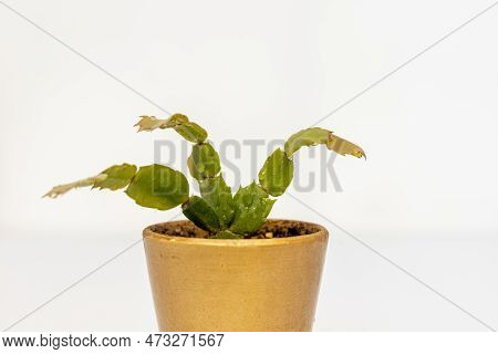 Schlumbergera Christmas Cactus On White Background Closeup View