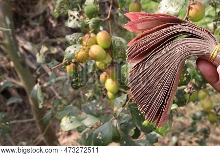 Bank Note On Hand With Ziziphus Mauritiana Fruit Farm