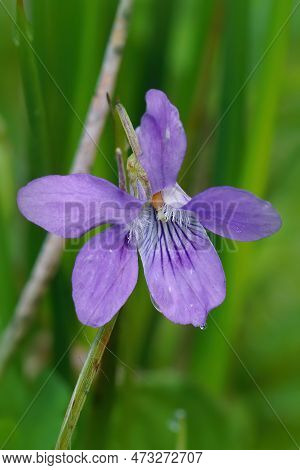 Natural Colorful Vertical Closeup On A Purple Flower Of The Common Dog Violet, Viola Riviniana