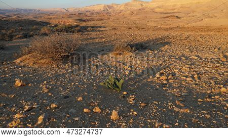 Negev Desert Landscape At Sunrise On The Bottom Of The Crater Makhtesh Gadol, In The South Of Israel