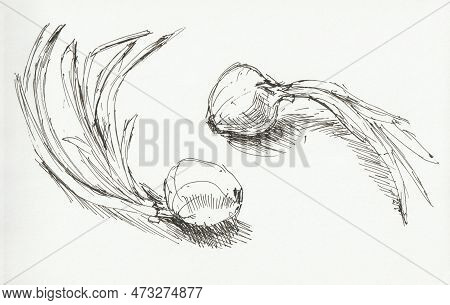 Onion Drawing With A Black Pen. A Quick Sketch On Paper. Uninsulated. Vegetarian Food, Ingredients F