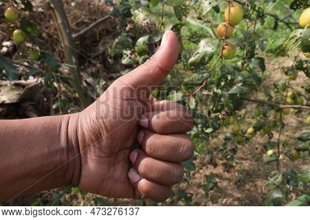 Finger Sign With Ziziphus Mauritiana Farm For Deaf