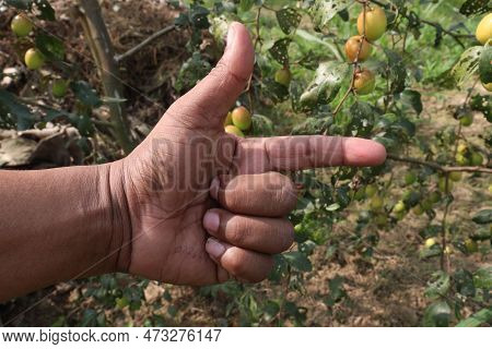 Finger Sign With Ziziphus Mauritiana Farm For Deaf