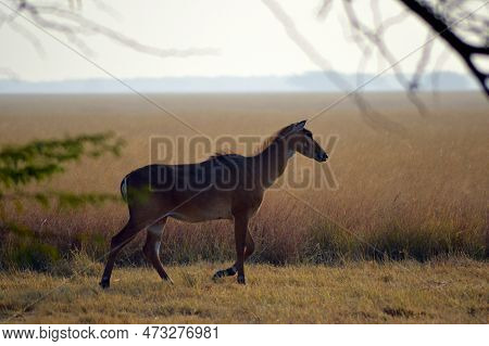 Indian Nilgai Adult Female (boselaphus Tragocamelus) In Grassland Habitat