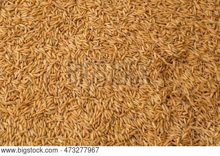 Advanced Texture Design Of Paddy. Rice Is The Seed Of The Grass Species Oryza Sativa Or Less Commonl