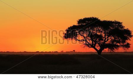 African Sunset Background of Beauty, Color and Wonder - Silhouette of Life