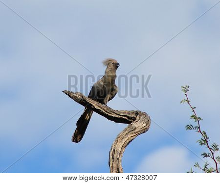Grey Lourie - Wild Bird Background from Africa - Appreciating the Brilliant Blue Vastness