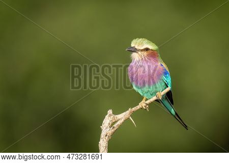 Lilac-breasted Roller With Catchlight On Bare Branch
