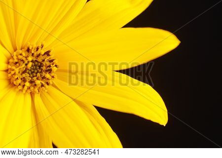 Half Topinambur Yellow Flower Jerusalem Artichoke On Black Background, Beautiful Backdrop. Petals Of