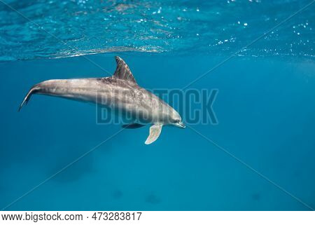 A Dolphin (tursiops Aduncus) Swims Under The Surface Of The Ocean
