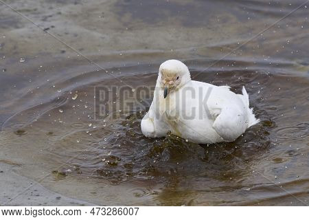 Pale-faced Sheathbill (chionis Albus) Bathing On The Coast Of Sea Lion Island In The Falkland Island