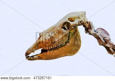 The Skeleton Of The Head Of A Fossil Horse Is Isolated On A White Background. Animals, Mammals, Pred