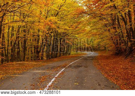 Autumn Forest Landscape With Path Autumn Leaves And Warm Light Illuminates The Golden Foliage. Footp
