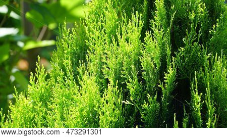 Thuja. Arbor Vitae Or Thuja Occidentalis A Globe-shaped Evergreen Shrub In Garden Center - Globe Arb
