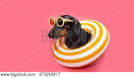 Profile Funny Puppy Dog Summer. Dachshund Inside Of An Infltable Ring, Isolated On Pink Background