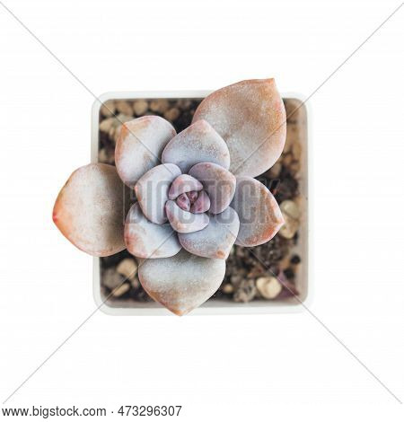 Orange Echeveria La Bamba Flower Rosette Isolated, Top View