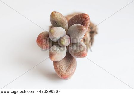 Succulent Pachyphytum Werdermannii Closeup. Colorful Dry Spring Rosette Flower, Botanic Tropical Exo