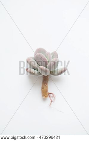 Natural Succulent Flower Rosette. Pachyphytum Pachyveria Blue Haze On White