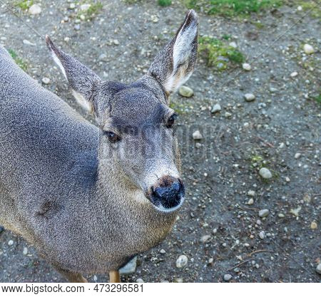 A Close-up Shot Of A Friendly Deer At An Animal Park In Issaquah, Wasington.