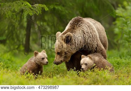 Close Up Of Female Eurasian Brown Bear (ursos Arctos) And Her Cubs In Boreal Forest, Finland.