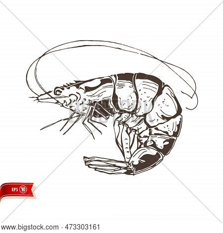 Hand Drawn Live Shrimp Isolated On White Background. Vector Sea Food Sketch For Poster, Web Design, 