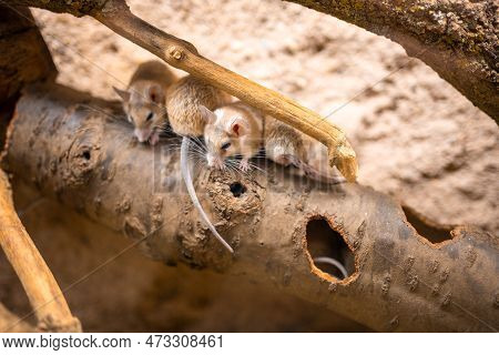 Family Of Spiny Mouses, Species Of Rodent Within The Genus Acomys - Spiny Mice Are Small Mammals Wit