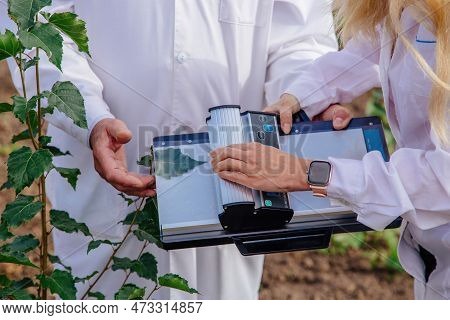 Scientist Measuring Leaf Area By Handheld Instrument That Performs Non-destructive Leaf Area Measure