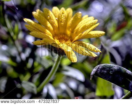 Yellow Calendula Flowers With Dew On The Petals