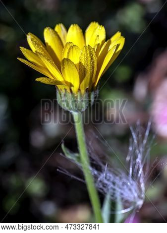 Yellow Calendula Flowers With Dew On The Petals