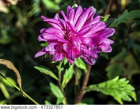 Bright Purple Asters With Morning Dew Drops