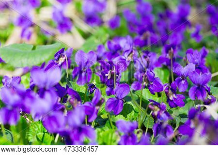 Spring Flowers. Wood Violet, Viola Odorata, Dog Wild Violet, Viola Hirta, Viola Sororia, Sweet Viole