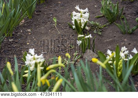 Beautiful White Hyacinth Flower Growing Outdoors, Close-up Of Petals And Green Leaves, Blooming Flow