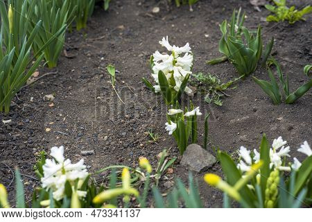 White Beautiful Hyacinths Grow In The Soil In The Spring Garden. Caring For Garden Flowers.   Select