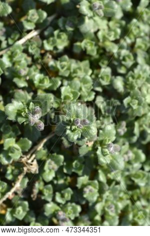 Aubrietia Audry Red Flower Buds In The Garden