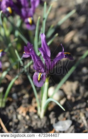 Iris Purple Hill Flowers In The Spring