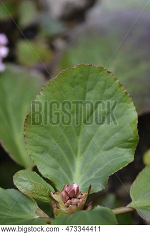 Elephants Ears Flower Buds And Leaves In The Spring
