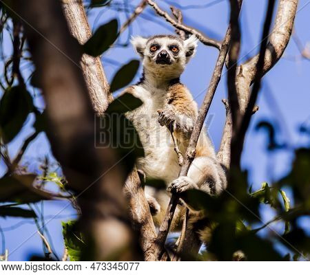 Stunning View Of Ring-tailed Lemur (lemur Catta) Captured In Its Natural Habitat In The Forests Of M