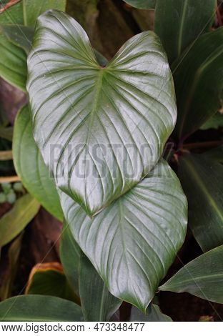Close Up Of The Love-shaped Leaf Of Homalomena Rubescens, A Rare Tropical Plant