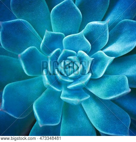 Close-up Top View Macro Exotic Succulents Leaves Abstract Soft Blue Green Dark Background.flat Lay N