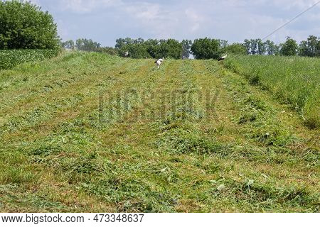 Partly Mown Field Of The Blooming Alfalfa With Windrows Of Freshly Mown Hay And Storks Looking For P