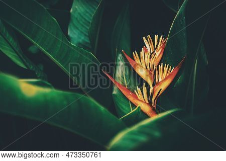 Red Flower And Green Leaves Abstract Background. Nature And Environmnet Concept. Vintage Tone Filter