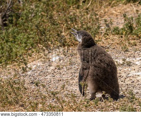 Single Magellanic Penguin Chick Fledging And Losing Its Early Feathers In Punta Tombo