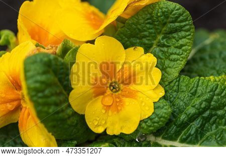 Macro Photography Of A Yellow Primrose-willow Flower With Some Raindrops On It