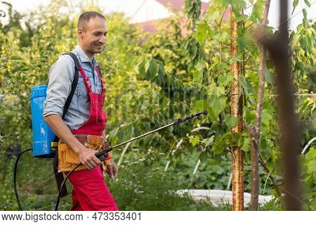 Man Spraying A Vineyard. Man Spraying Chemicals On Grapes In Vineyard