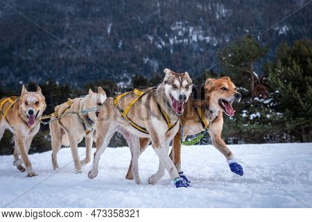 Sportive Dog Team Is Running In The Snow