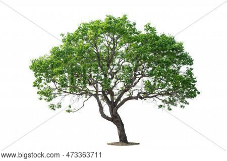 Isolated Green Tree On White Background, Trees Isolated On White Background, Tropical Trees Isolated