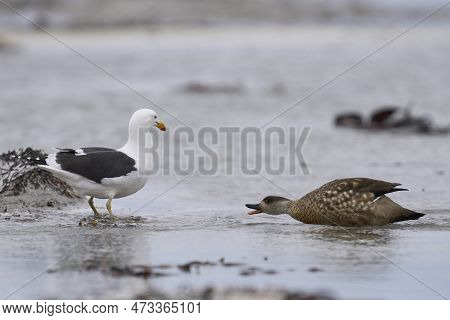 Crested Duck (lophonetta Specularioides Specularioides) Chasing Off A Gull On Sea Lion Island In The