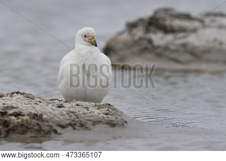 Pale-faced Sheathbill (chionis Albus) On The Coast Of Sea Lion Island In The Falkland Islands.